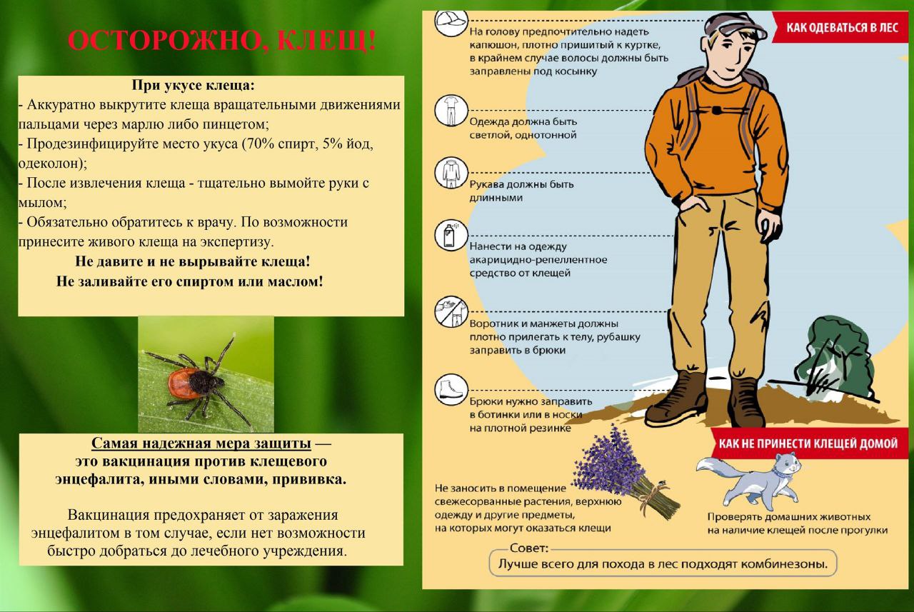 Клещевой вирусный энцефалит (КВЭ)